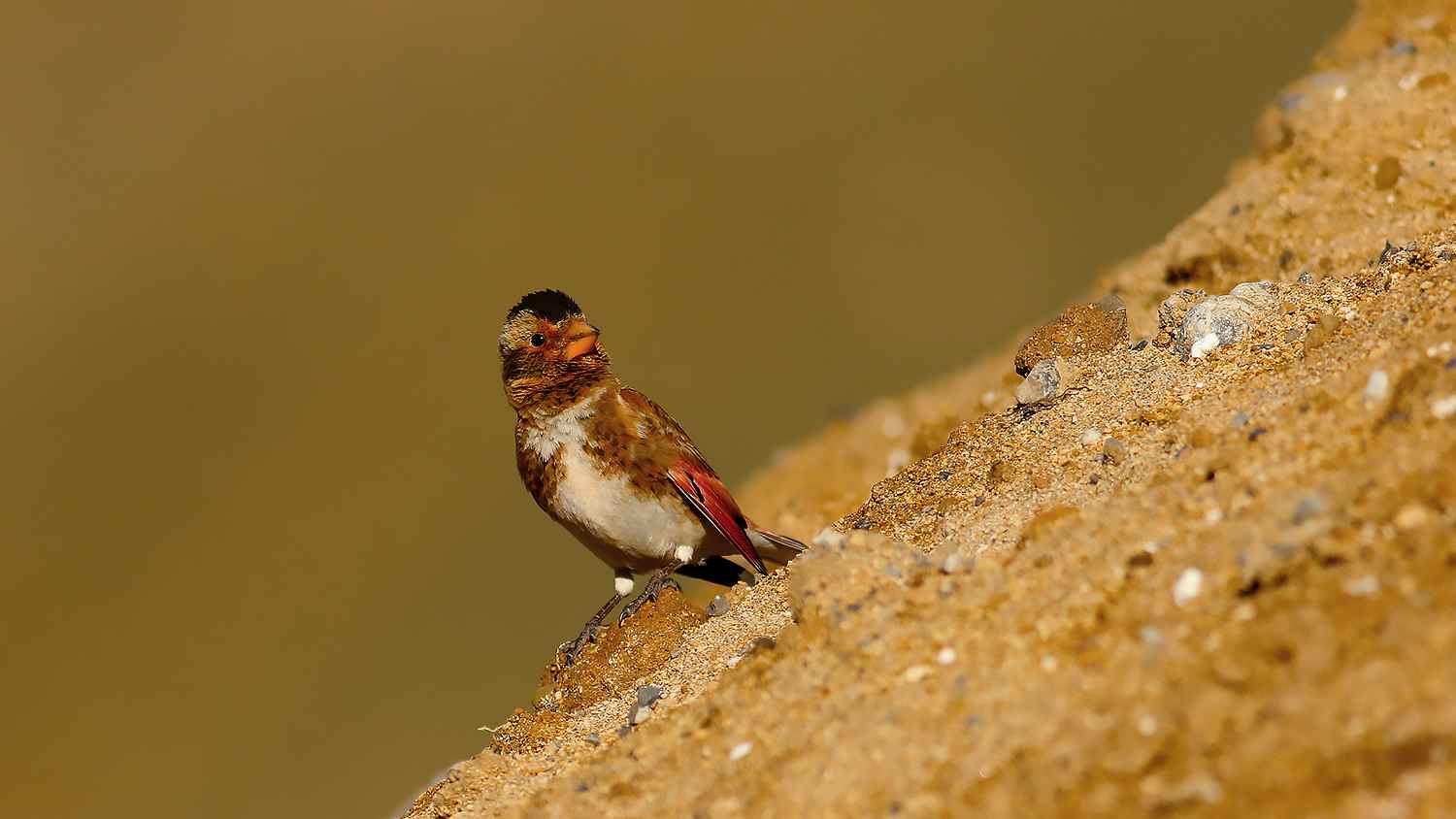 Crimson-winged Finch